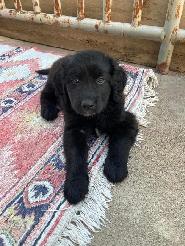 Aiko Cerca La Sua Famiglia 💙