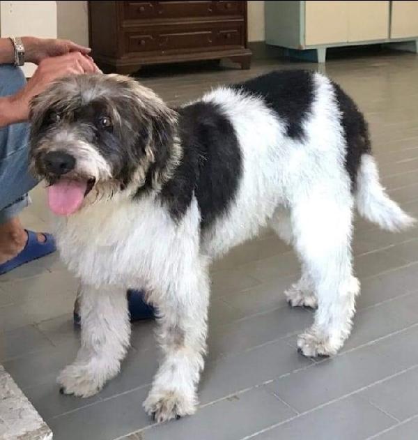 Una Famiglia Per La Tenera Danae🐶💓