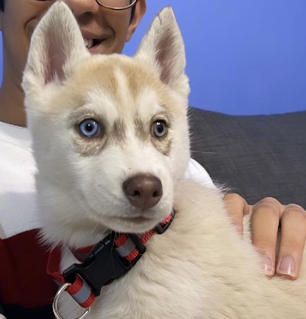 Cucciola di Husky light red 