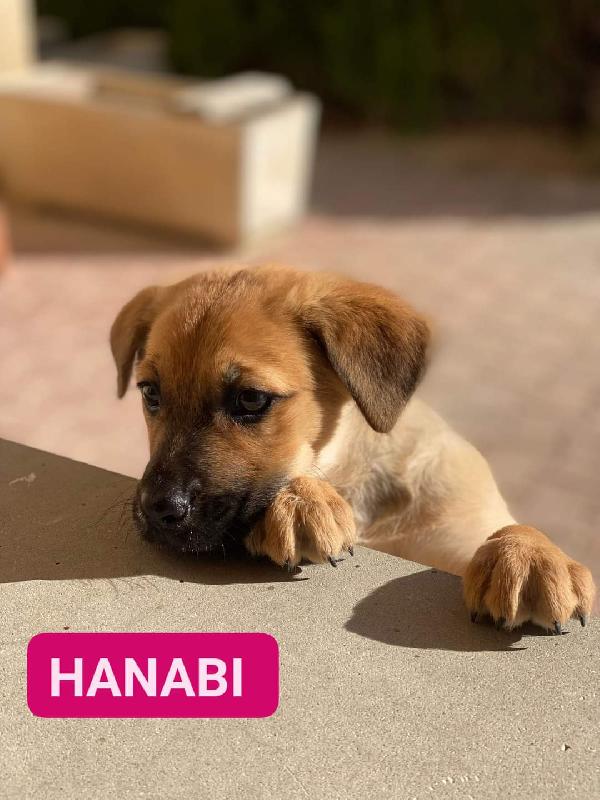 Hanabi, Taglia Medio Contenuta!