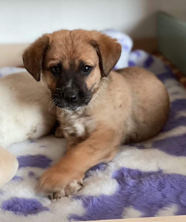 Kiba ( Maschio), Taglia Medio Contenuta!