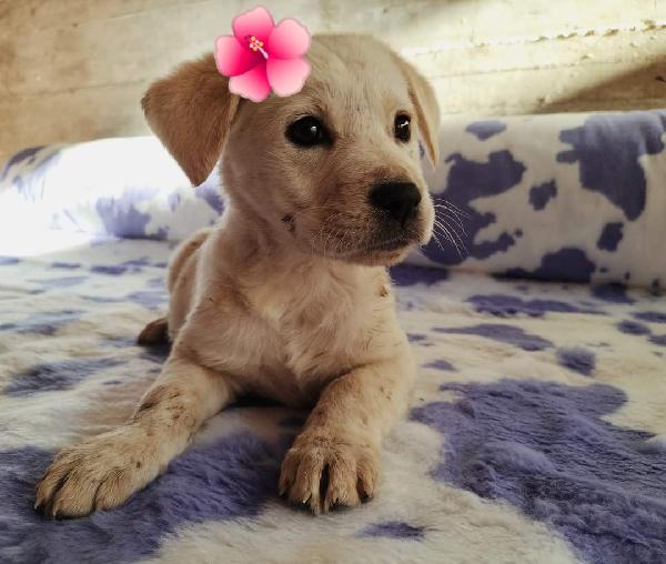 Sakura,Taglia Media!