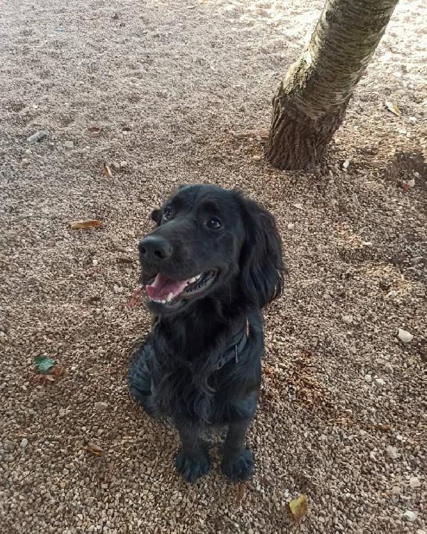 Oliver, cucciolone coccolone e pieno di vita Foto 3