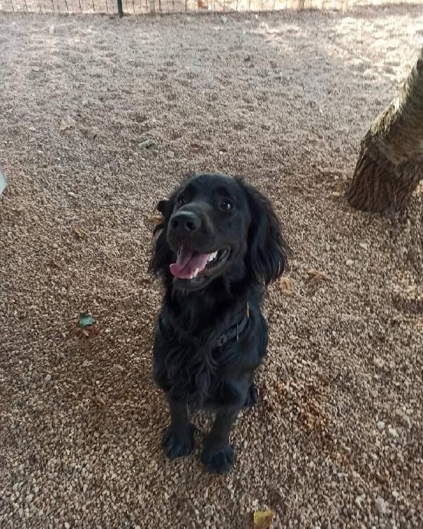 Oliver, cucciolone coccolone e pieno di vita Foto 4