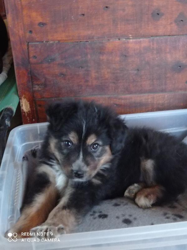 Brenda Cucciola Dolcissima