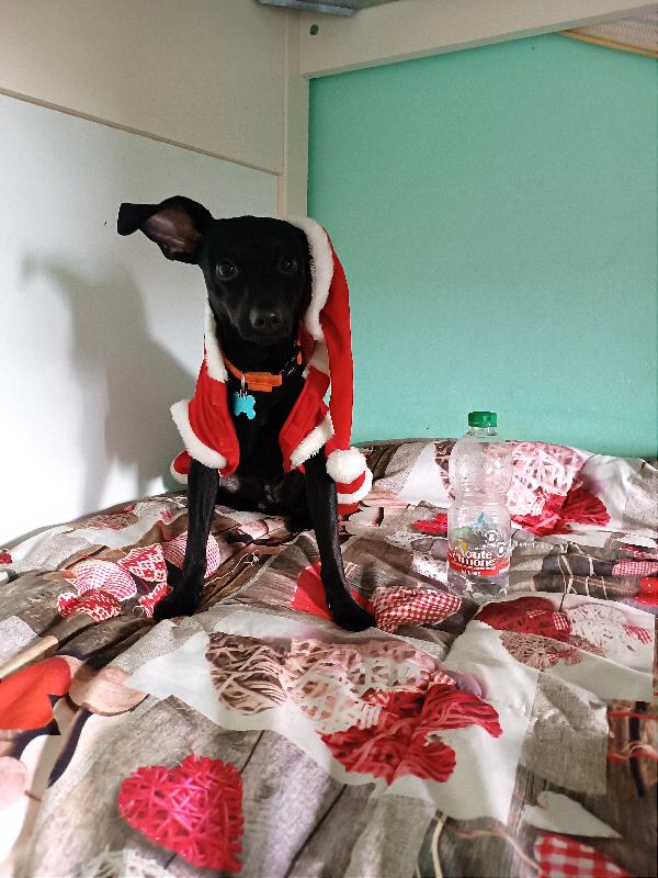 Scricciolo Di 5 Kg, 9 Mesi