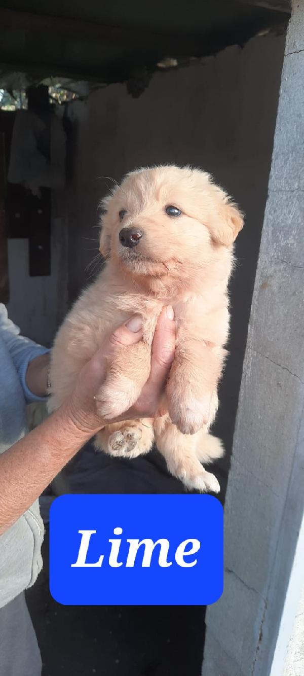 5 splendidi cuccioli simil pastore  Foto 5