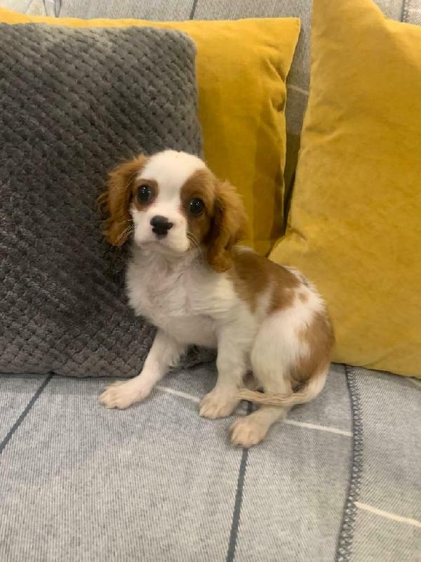 Cavalier King Charles Maschio e femmina - media 2