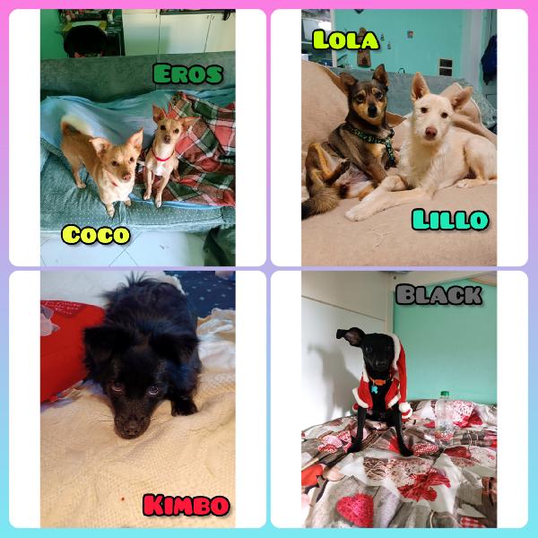 Toscana: Taglie Piccole, Adozione Urgente