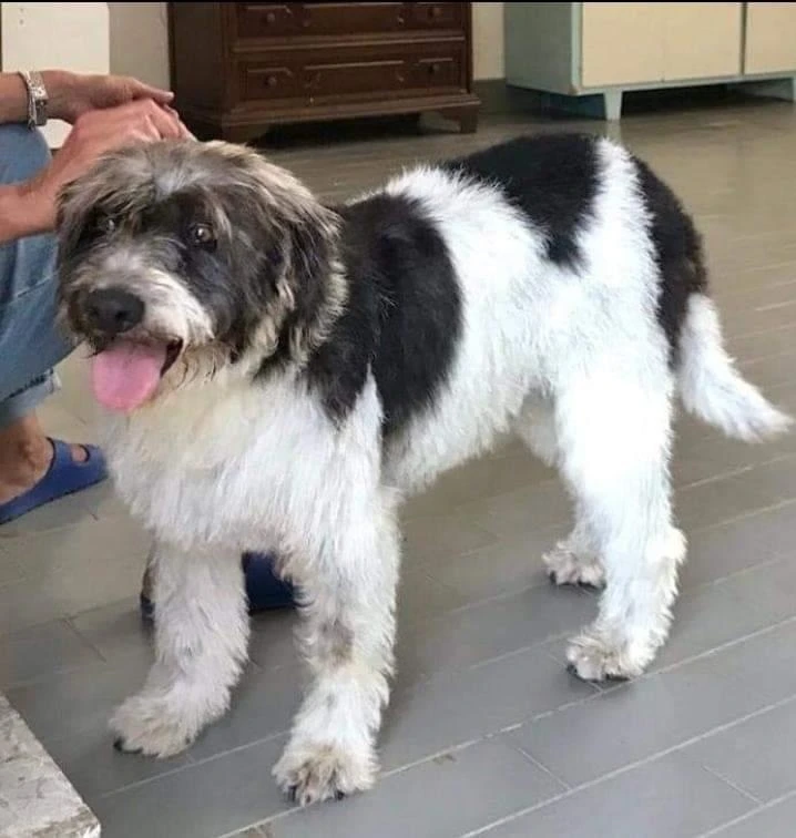 Danea, Spinoncina! (4 Anni-17Kg)