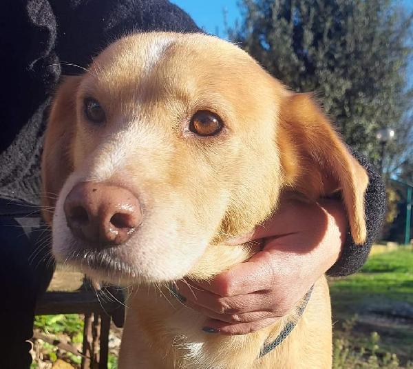 Adozione Urgente! Dopo 6 Anni Lo Portano In Canile, Simil Labrador