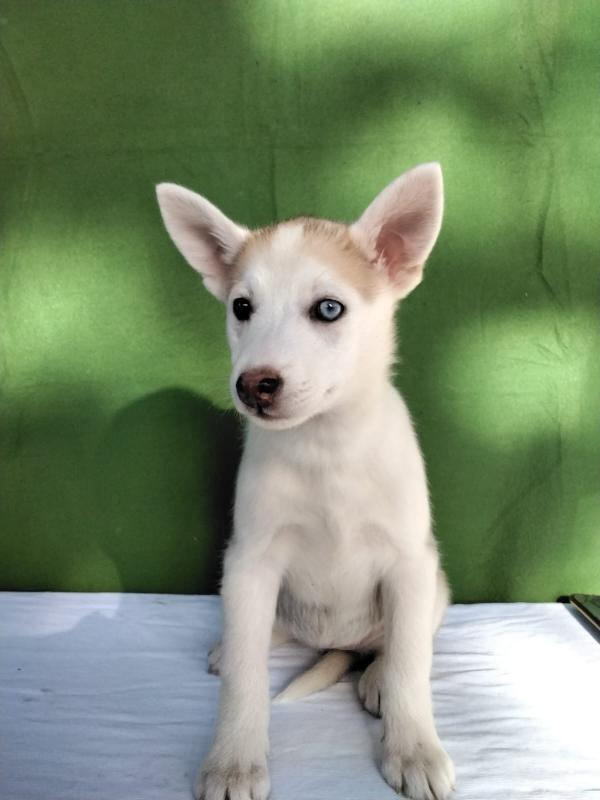 Raja Due Mesi In Adozione 