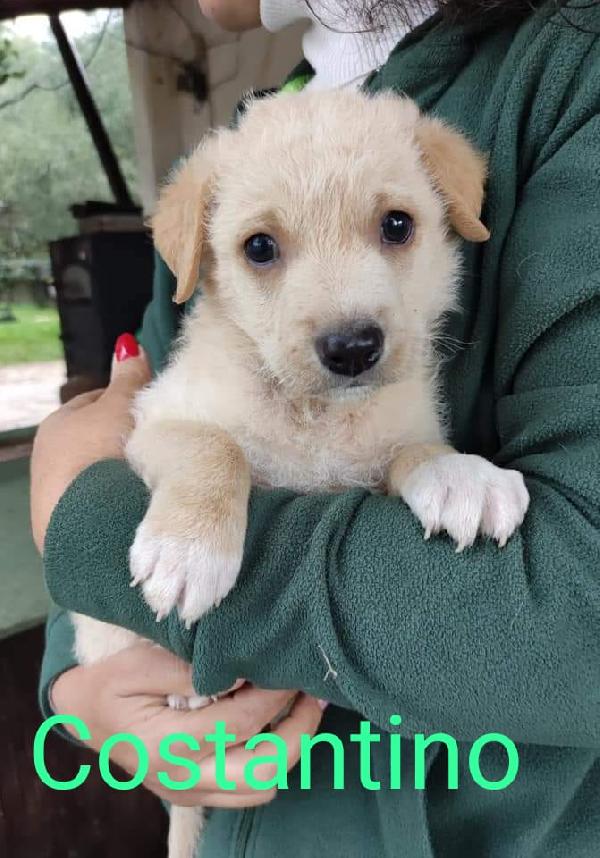 Cuccioli stupendi in adozione  Foto 2