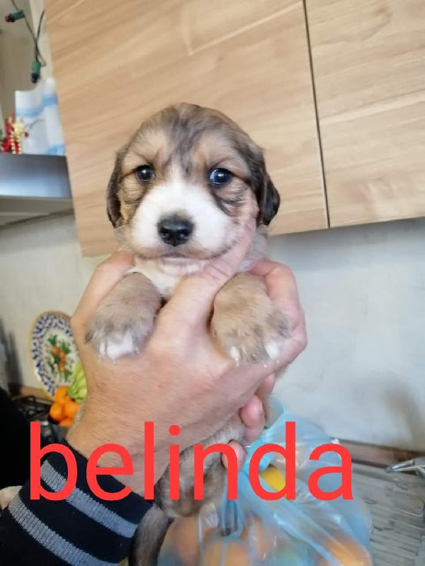 Cuccioli stupendi in adozione  Foto 5