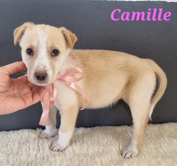 Camille Cucciola Trovatella Taglia Media