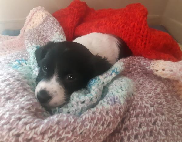 Cucciola Gaia Cerca Casa 