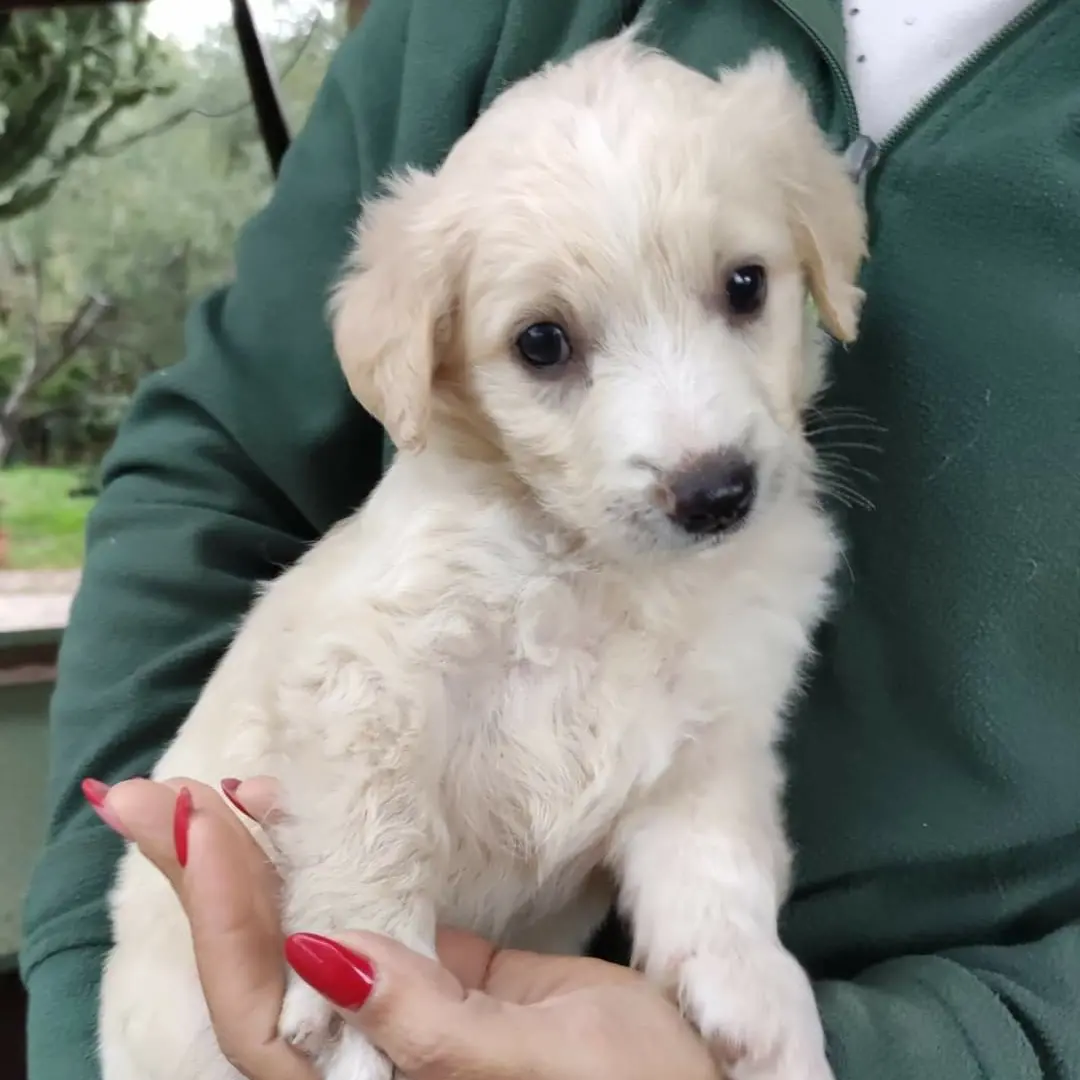 Carola Cerca Famiglia 