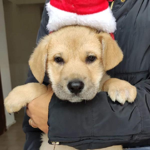 Freddy Cerca Famiglia 