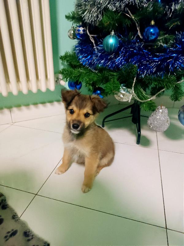 Lillo, Cucciolo Taglia Piccola, Oggi È Rimasto Solo!