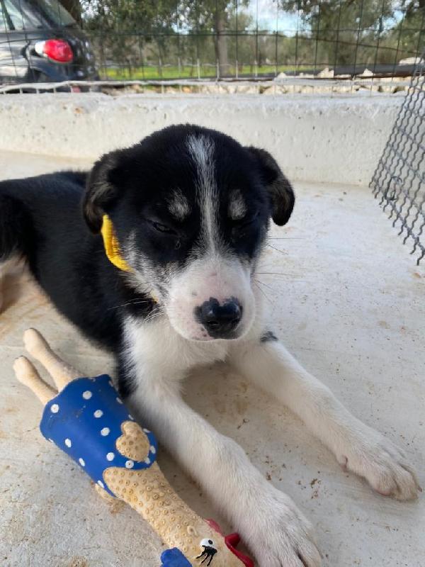 Gea, Dolcissima Cucciola Piena Di Vita E Amore