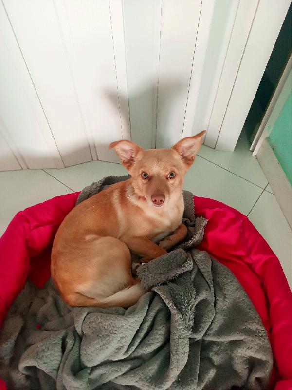 Coco, Tg Piccola, Il Fratellino È Stato Adottato