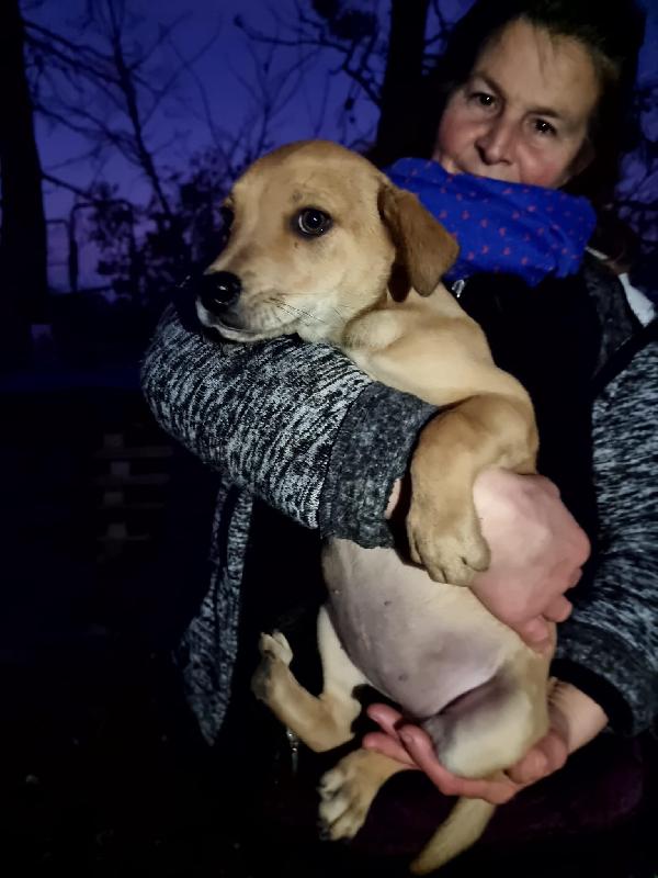 Cucciola Sand Cerca Casa 