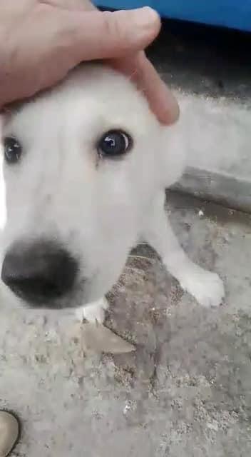 Cucciola Hope Cerca Urgentemente Casa! 