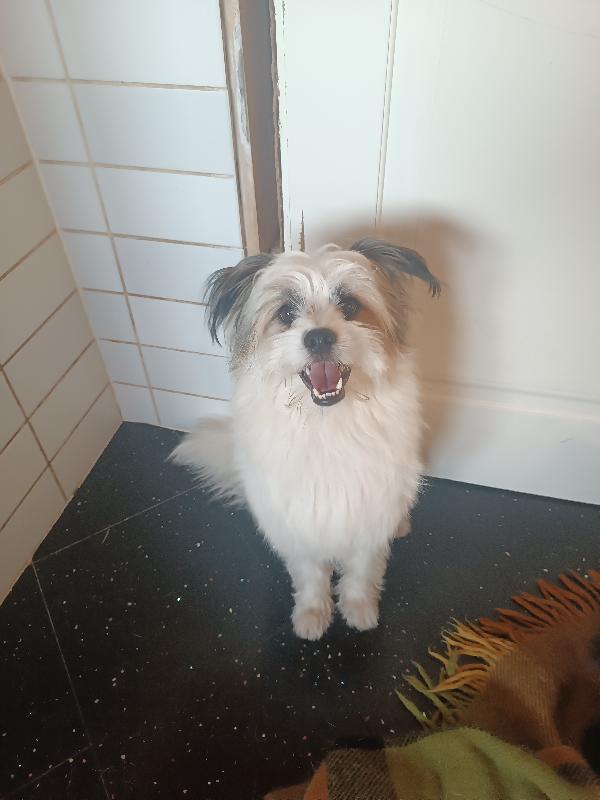 Jolly, 9 Kg, Restituito Dopo 2 Anni 