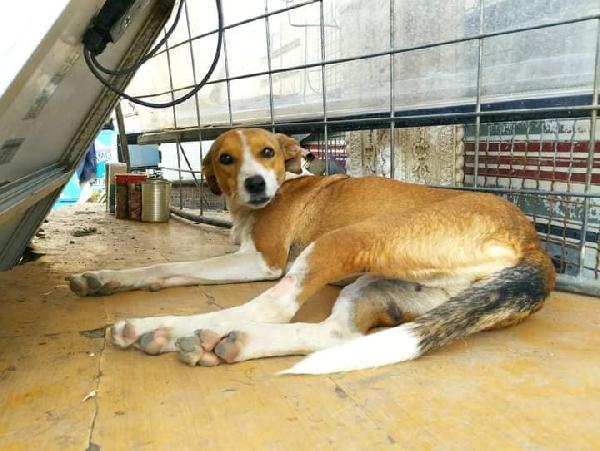 Ambra - Cagnolina Di 3 Anni