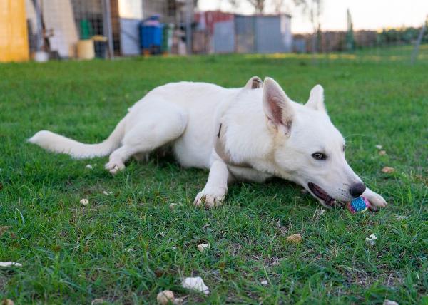 Ringo, cucciolone di una dolcezza unica e pieno di vita Foto 2