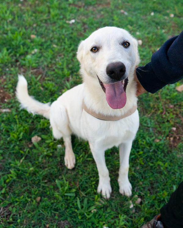 Ringo, cucciolone di una dolcezza unica e pieno di vita Foto 4