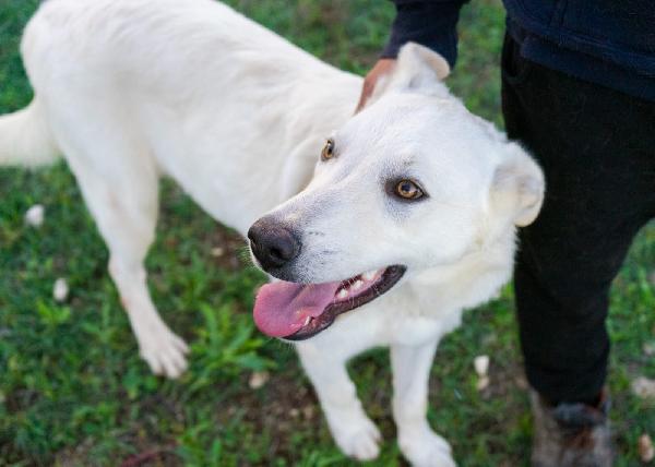 Ringo, cucciolone di una dolcezza unica e pieno di vita Foto 5