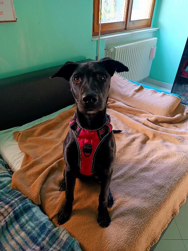 Bea, Adozione Urgente, È Ancora Una Cucciola