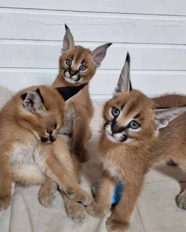disponibile gattino caracal e serval