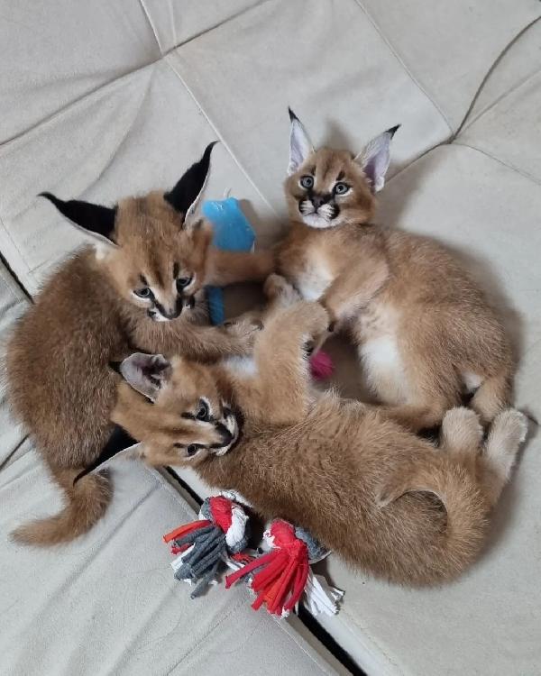 disponibile gattino caracal e serval