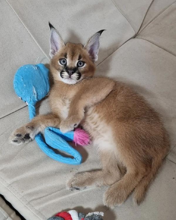 disponibile gattino caracal e serval