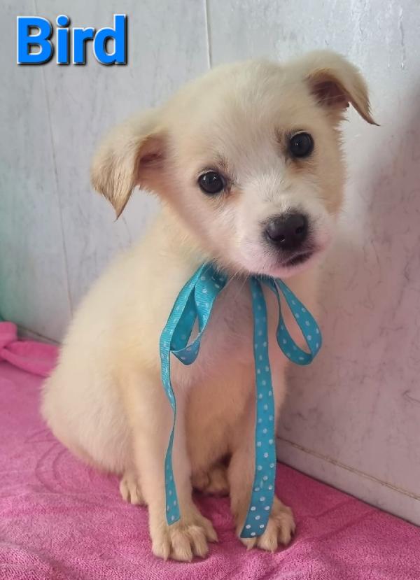 Bird Cucciolo Di Taglia Media