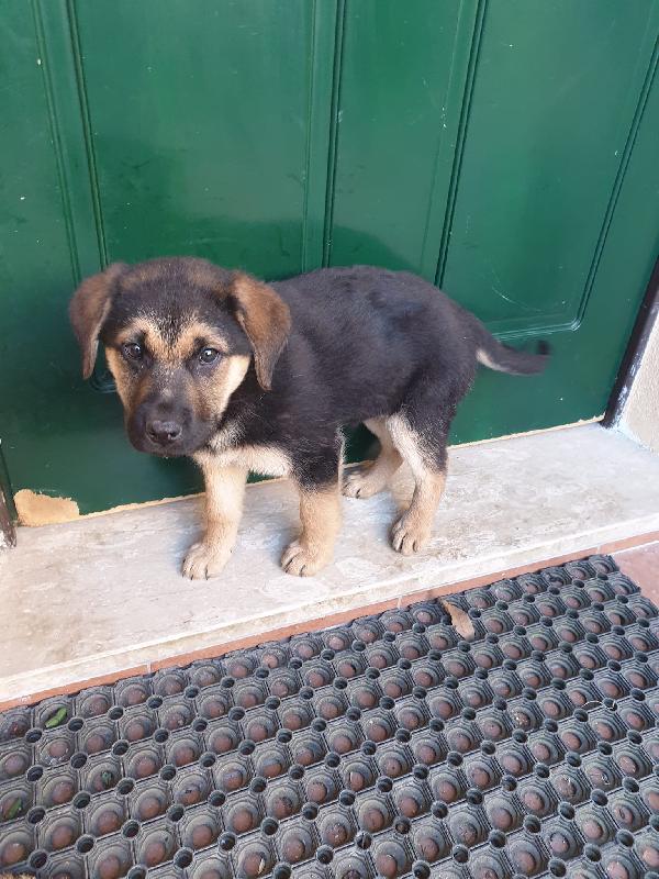 Labrador Cucciola Di 2 Mesi