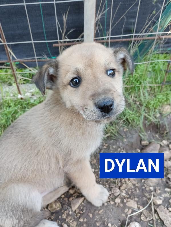 Cuccioli Taglia Medio Contenuta 