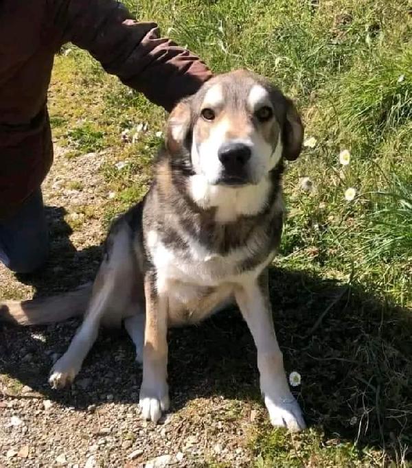 Simil Pastore Della Sila In Adozione 