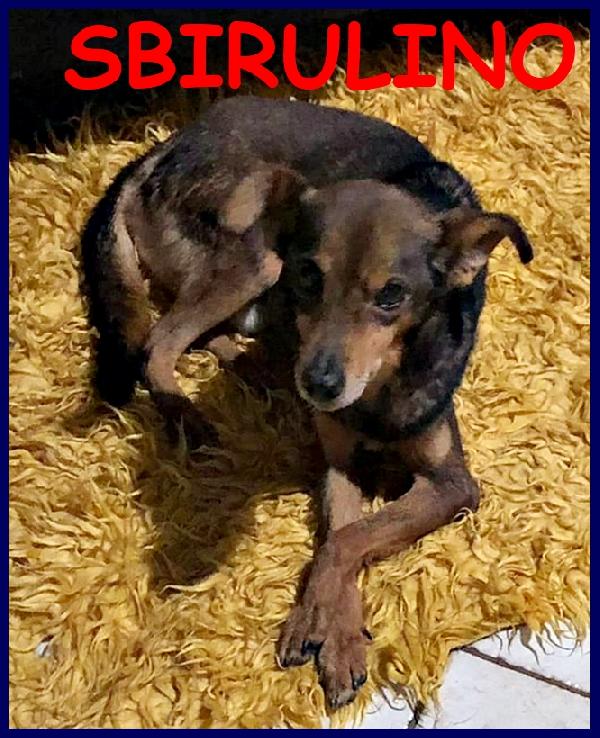 Sbirulino, Tenero Simil Pinscherino Di 11 Anni, E' Ancora Pieno Di Vita E Sogna Una Famiglia Che Gli Voglia Bene!