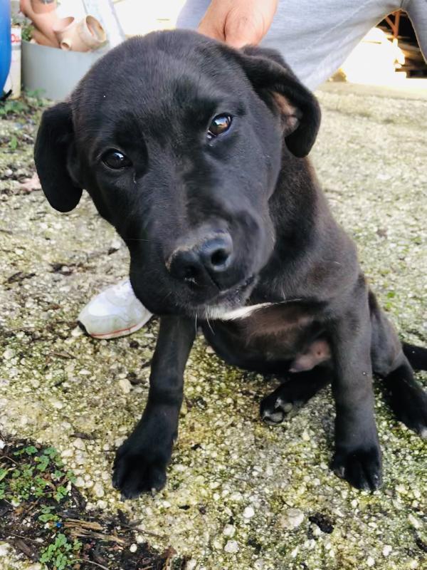 Cucciolo Black Cerca Casa 