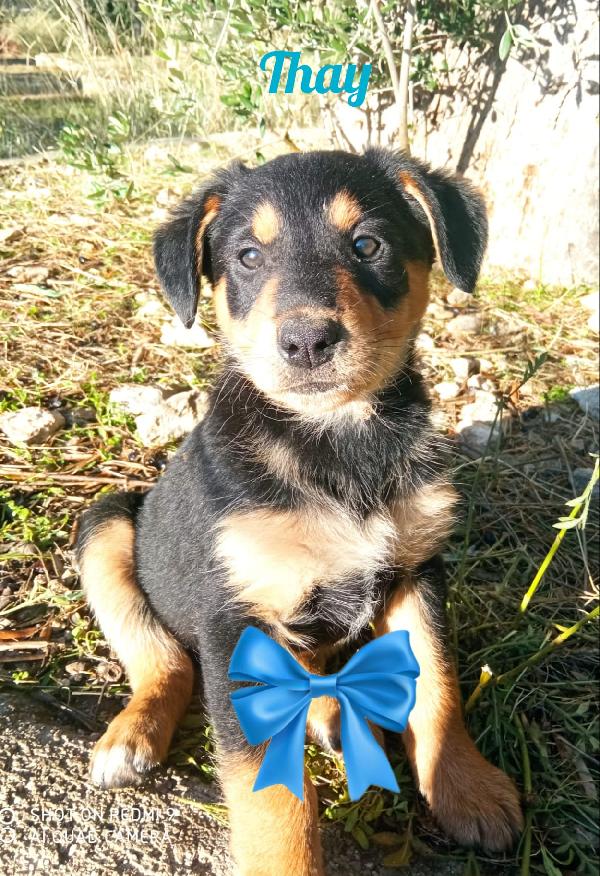 Cucciolo Di 3 Mesi, Taglia Media, In Toscana 