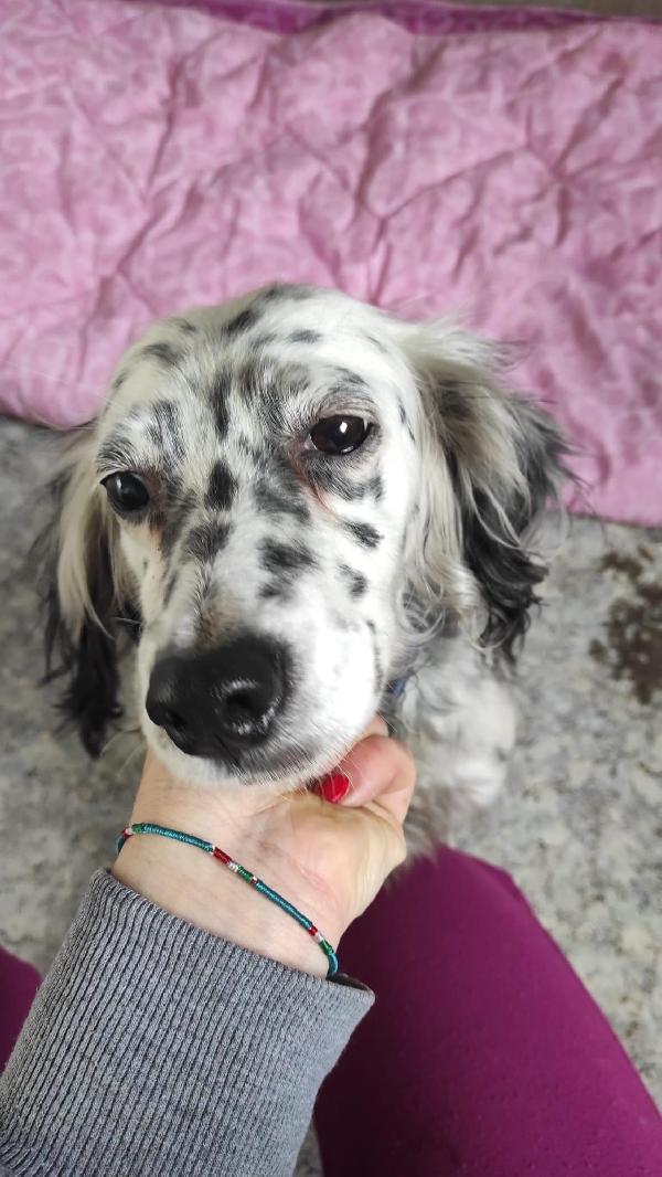 Setter Diana Cerca Casa 