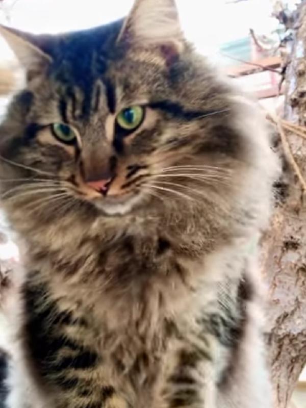 Leone Cerca La Sua Famiglia Per Sempre 