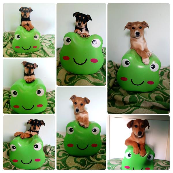 Cuccioli Di 3 Mesi, Toscana 