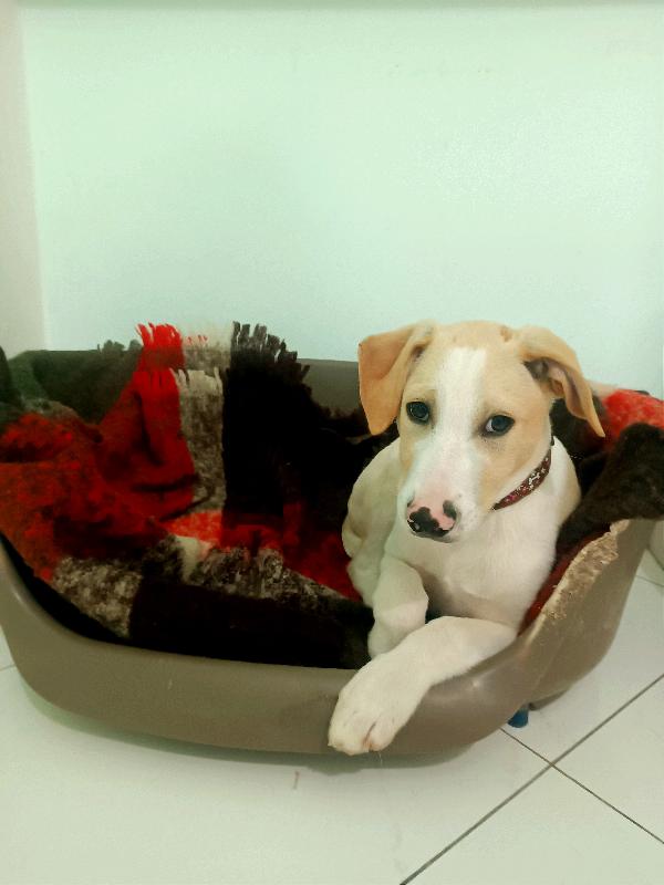 Simil Labradorino Di 4 Mesi, È Rimasto Solo