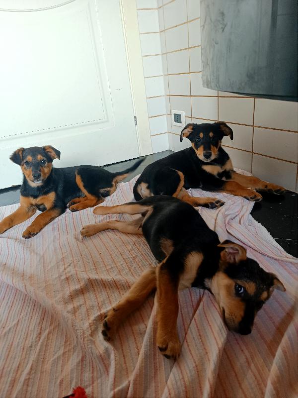 Cuccioli Di 3 Mesi In Toscana 