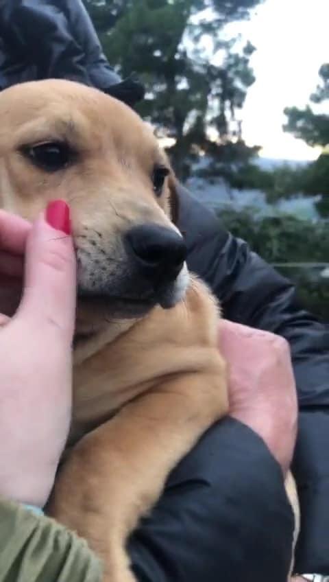 Sand Cucciola Simil Labrador Cerca Casa 