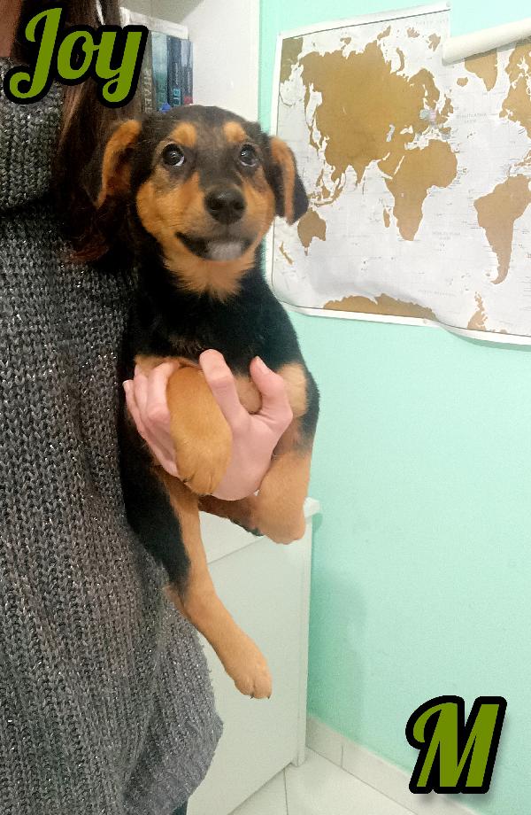 Cuccioli Taglia Medio Contenuta In Toscana 